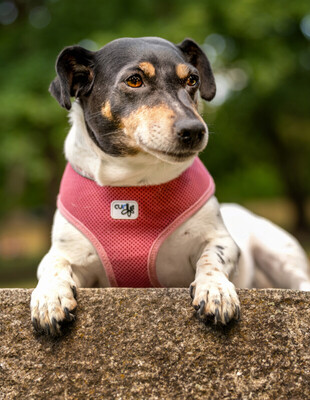 Jacky Emma, Jack Russel Terrier - Hündin