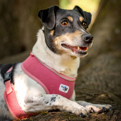 Jacky Emma, Jack Russel Terrier - Hündin
