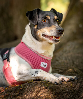 Jacky Emma, Jack Russel Terrier - Hündin