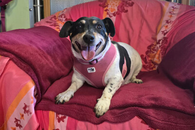 Jacky Emma, Jack Russel Terrier - Hündin