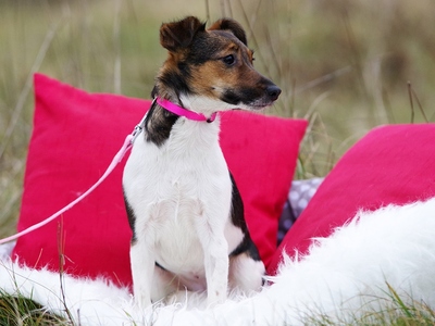 Jacky, Jack Russel Mix - Hündin