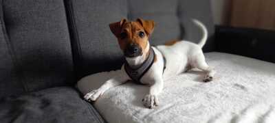 Jacky, Jack Russel Terrier - Rüde