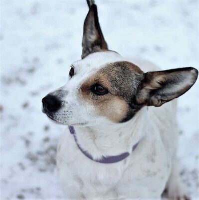💥Jacky ist verschmust und genießt jede Art von Ansprache und Streicheleinheiten unheimlich💥, Jack-Russell-Terrier - Hündin
