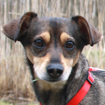 Jackylein, Mischling - Rüde