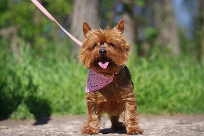 Jacqueline, Yorkshire-Terrier-Mix - Hündin