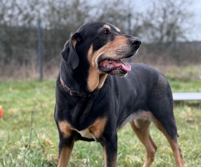 Jade Mischlings Hündin sucht immer noch ihr Zuhause