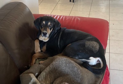 Jade Mischlings Hündin sucht immer noch ihr Zuhause, Mischling - Hündin