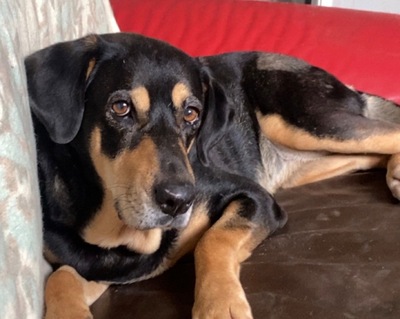 Jade hübsche Mischlings Hündin sucht immer noch ein Zuhause, Mischling - Hündin