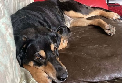 Jade hübsche Mix Hündin braucht dringend ein Zuhause, Mischling - Hündin