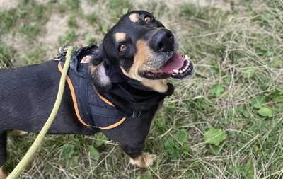 Jade hübsche Mix Hündin braucht dringend ein Zuhause, Mischling - Hündin