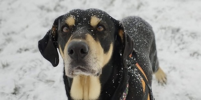Jade hübsche Mix Hündin braucht dringend ein Zuhause, Mischling - Hündin