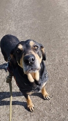 Jade hübsche Mix Hündin sucht noch ein Zuhause, Mischling - Hündin