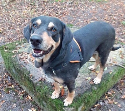 Jade hübsche Mix Hündin sucht noch ein Zuhause, Mischling - Hündin