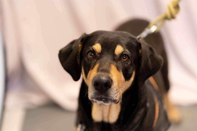 Jade hübsche Mix Hündin wartet schon lange im Tierheim, Mischling - Hündin
