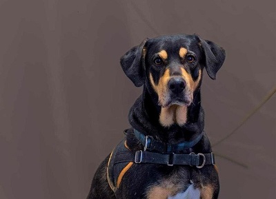 Jade hübsche Mix Hündin wartet schon lange im Tierheim, Mischling - Hündin