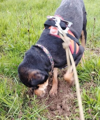 Jade hübsche Mix Hündin wartet schon lange im Tierheim, Mischling - Hündin