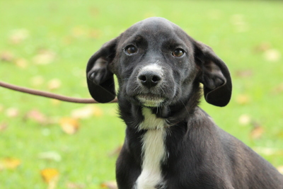 Jaden, Mischling Welpen - Rüde