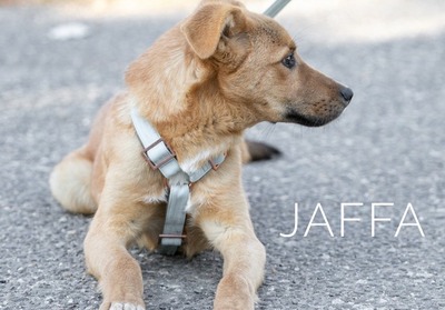 Jaffa - Quirliger Hundebub, ca. 6 Monate, Mischling - Rüde