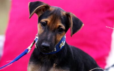 Jago, Mischling Welpen - Rüde