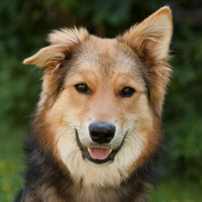 Jaim, Collie-Mix - Rüde