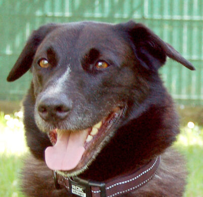 Jaim, Labrador-Mix - Rüde