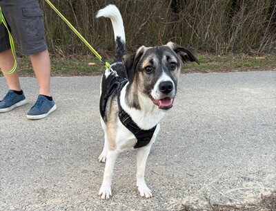 Jaime, Mischling - Rüde