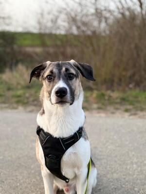 Jaime, Mischling - Rüde