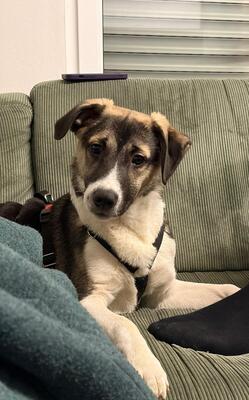 Jaime, Mischling - Rüde