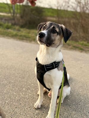 Jaime, Mischling - Rüde