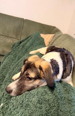 Jaime, Mischling - Rüde