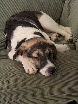 Jaime, Mischling - Rüde