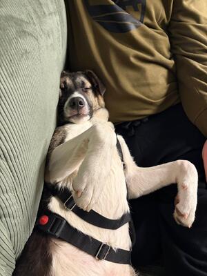 Jaime, Mischling - Rüde