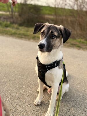 Jaime, Mischling - Rüde