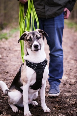 Jaime, Mischling - Rüde