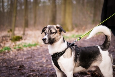 Jaime, Mischling - Rüde