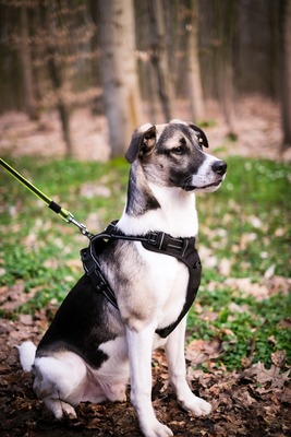 Jaime, Mischling - Rüde