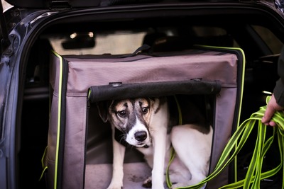 Jaime, Mischling - Rüde