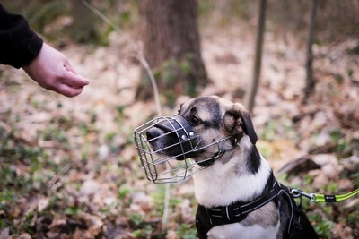 Jaime, Mischling - Rüde