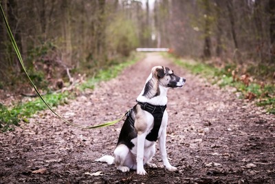 Jaime, Mischling - Rüde