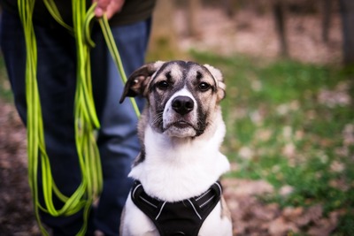 Jaime, Mischling - Rüde