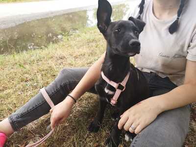 Jaine - Zuckersüßes Welpenmädchen ca. 4 Monate/6kg/35cm, Mischling Welpen - Hündin