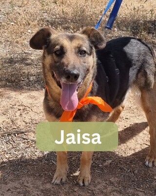 Jaisa