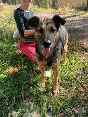 Jaisa, Schäferhund-Mix - Hündin