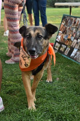 Jaisa, Schäferhund-Mix - Hündin