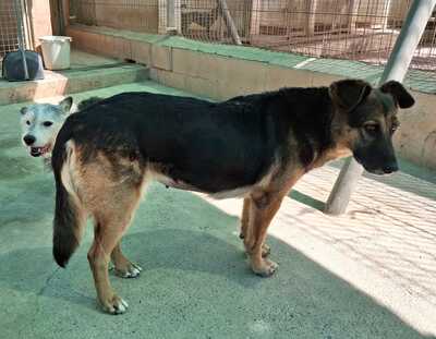 Jaisa, Schäferhund-Mix - Hündin