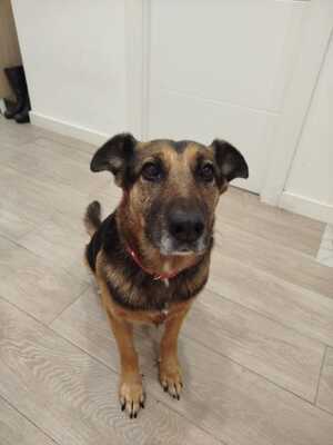 Jaisa, Schäferhund-Mix - Hündin