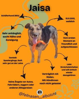 Jaisa, Schäferhund-Mix - Hündin