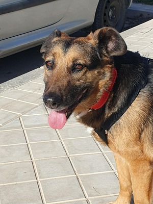 Jaisa, Schäferhund-Mix - Hündin