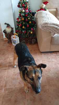 Jaisa, Schäferhund-Mix - Hündin