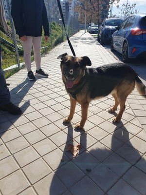 Jaisa, Schäferhund-Mix - Hündin